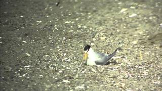 野鳥撮影・ コアジサシの抱卵 Little Tern 2