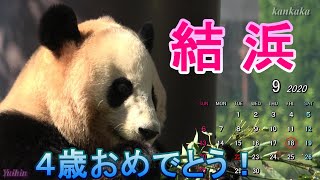 結浜 ４歳おめでとう！（Happy Birthday Yuihin. So cute Giant panda.)