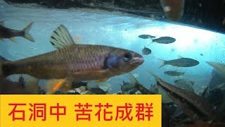 【加九寮溪】終於拍到成群苦花 @石洞中超多魚