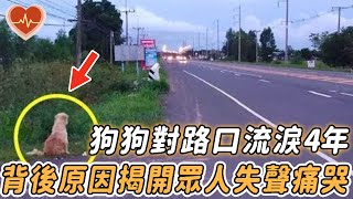 流浪狗連續4年對著路口流淚，背後原因竟引千萬人落淚...... |#狗狗 #狗 #泰國 #叫 #震撼 #奇跡 #等待 #重逢 #忠犬 #不可思議 #鏡頭 #記錄 #淚目