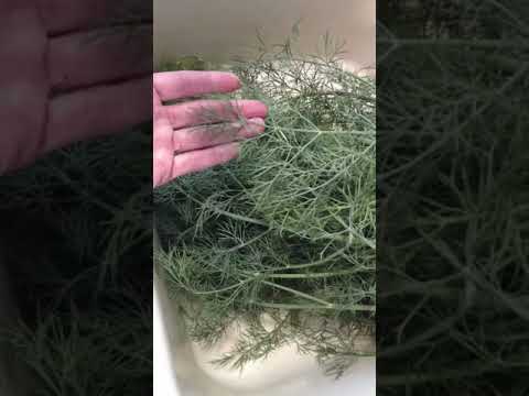 What can you do with fennel stalks?