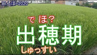 雨の合間の田んぼ見回り　出穂状況　穂揃期　田んぼ・2020　20200727