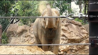 20240411 上野動物園　アジアゾウ　岩の上で鼻をコロコロするアルンくん　お昼寝中のウタイママ　お昼ご飯の後、砂浴びをしてからお昼寝を始めるスーリヤ