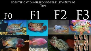 What is F1 F2 F3 Kamfa F0 (Vieja)?-Kamfa Buying Tips, Appearance,Breeding-Fertility-EshwarGandhi