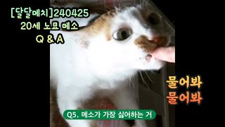 [달달메치]20세 노묘 메소_Q \u0026 A+예전영상들 모음 #cat #고양이