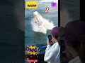 OMG!!UNIQUE WHALE