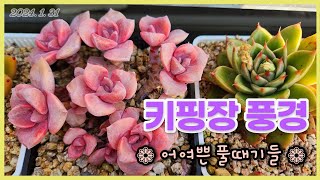 240131  다육스케치 ㅣ 키핑장 풍경 ㅣ 다육이 키우기 ㅣ꽃보다 다육 ㅣ짚시ㅣ 퍼플딜라이트 ㅣ 백도 ㅣ 덴트라쨈 ㅣ 라피네 ㅣ 블루빈스 ㅣ 울리카테카바나