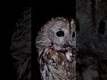 5 mind blowing facts about owls