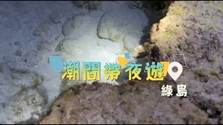 夜遊綠島潮間帶 稀奇生物大搜奇