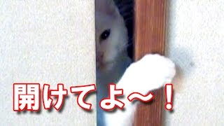 怒る白猫ユキ 「戸を開けてよ～！」