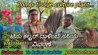 ಟಿಸು ಕಲ್ಚರ್ ದಾಳಿಂಬೆ ಸಸಿಯ ವಿವರಣೆ.../Pomo- tissue culture plant... 9743334447