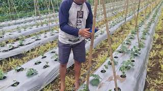 EASY AND FAST CUCUMBER PLANT TYING TRICK EVERY FARMER SHOULD KNOW! - Traditional farmer