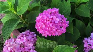 如何扦插洋绣球花#How to grow hydrangeas from cutting