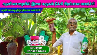 🟡கதலி வாழை விவசாயம்🟡கதலி வாழையில் நல்ல மகசூல் பெரும் யுத்தி | Dr.விவசாயம்