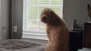 Goldendoodle Loki's Barking Continues...
