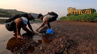 नदीमधून शिंपल्या काढण्याची पारंपरिक पद्दत , कोकणातील मासेमारी | clams fishing @TejaGurav