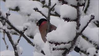 ⛄雪積りのウソ＆ジョウビタキ