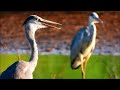 เสียงนกกระสานวลและนกระยางขาว grey heron and little egret call bird เสียงนกกระยาง