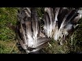 harvesting eagle feathers 2024