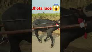 jhota race। jhota buggi। #jhotarace । #jhota #desi #jaatstatus। jaat ।#fun।#viral ।masti #shorts