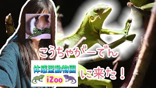 爬虫類入門しにiZooに行ってみた！【体感型動物園iZooイズー】