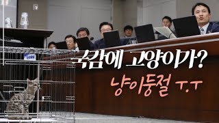 [현장] 퓨마 대신해 국감장에 나온 고양이?…네티즌 \