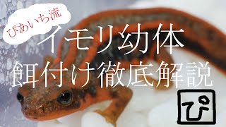 ぴあいち流　イモリ飼育　餌付け編