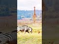 زیبرا بچے کو کچل دیا zebra bachy ko wildlife shorts viralreels animals shorts animalworld