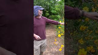 This Perennial Flower is a must have for your Florida garden! #pollinators  #gardening #permaculture