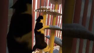 クセが強いキャットタワーの登り方をする漱石さん