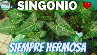 Singonio (syngonium) todos los cuidados que debemos que tener con esta planta