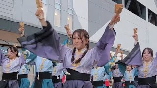 第71回よさこい祭り2024 早稲田大学よさこいチーム東京花火 【秦演舞場】