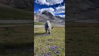 Himalayan Yak Eating Grass.#trending #youtubeshorts #youtube #nature #animals #animal #animalshorts