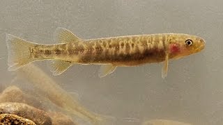 Native Fish: Ornate Galaxias (Galaxias ornatus) in the Yarra River Catchment, Dandenong Ranges