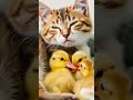 unlikely friends cat cuddles with ducklings 💗 duckling cat cute mother shorts