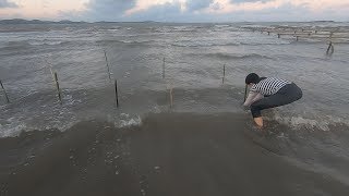 妹子赶海布下“神奇陷阱”，海货成群往里钻，抓了满满一大盆