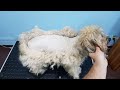 Shaving A Very Matted Mix Breed- Time Lapse