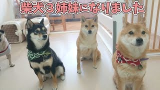 柴犬３姉妹になりました。　🐶ひみつきちなう！①🐶  (チワワ 柴犬 パグ) 2020年2月23日