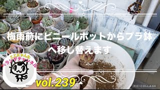 【多肉植物】【ベランダ多肉】【梅雨前にビニールポットからプラ鉢へ植え替え】ここにゃんたベランダチャンネルvol.239