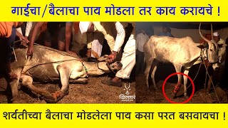 Khillar Maharashtrachi Shaan | जर गाई किंवा खोंडाचा पाय मोडला तर काय करावे ? | Khillar | 2020