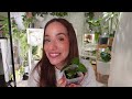 rare anthurium hybrid unboxing📦 my new plant addition🌿