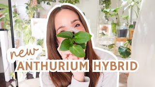 Rare Anthurium Hybrid Unboxing📦 | My New Plant Addition🌿