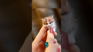 candy cat, baby cat, #cat #cats #cute #shorts #shortvideo #funny #funnycats funny cat #catlover