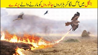 یہ پرندہ جنگل میں کیسے آگ لگا دیتا ہے | This Is How Birds Use Fire | Facts in Urdu