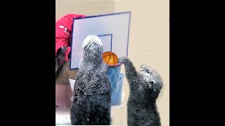 メイとキラはバスケに夢中🏀キラちゃん頑張れ！【鳥羽水族館】#19　Sea Otter