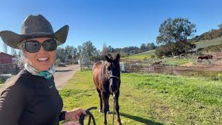 Don't Let Your Horse Be a Grass Grabber - Gaited Horse Training