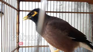 Playtube Pk Ultimate Video Sharing Website