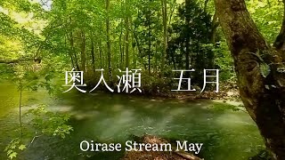 Japan Tourism Aomori Prefecture Fresh Green Oirase Gorge May