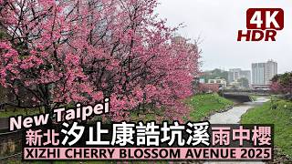 New Taipei／Rainy day~ Xizhi Cherry Blossom Avenue－Kanggaokeng River 雨中最新花況！汐止康誥坑溪櫻花大道／台灣 台湾桜 Taiwan