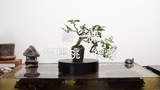 藏生園 - 姬櫻桃·復整